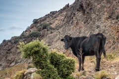 Vache sauvage